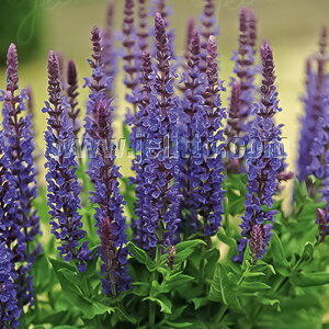 TrA c l[T u[NC[ 9cm|bg N K[fjO ԕc hc atm