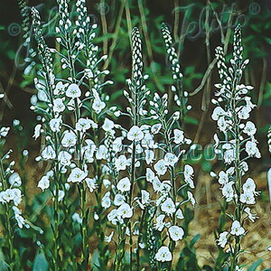 xjJ c Q`AmCfX 9cm|bg N K[fjO ԕc hc atm