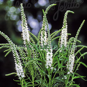 \̔ xjJ c MtHA Ao 9cm|bg N K[fjO ԕc hc atm 11{ȍ~