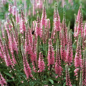 xjJ c MtHA sNVF[Y 9cm|bg N K[fjO ԕc hc atm