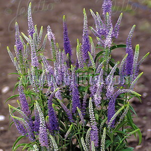 xjJ c MtHA u[VF[Y 9cm|bg N K[fjO ԕc hc atm