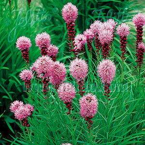 AgX c XsJ^ R{hXgC 9cm|bg N K[fjO ԕc hc atm