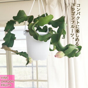 ϗtA GstB OAe}VX 4 ݂蔫 ݂艺 nMO ϗtA qhSt[c  蕨 v[g CeA 