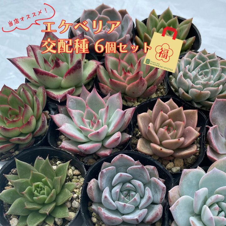 楽天市場】予約販売 多肉植物 エケベリア 交配苗6個セット 期間限定  