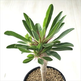 多肉植物 caユーフォルビア ギラウミニアナ 実生 多肉植物 送料無料 コーデックス 7.5cmポット