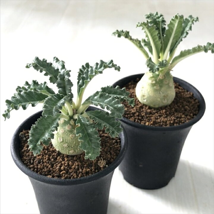 楽天市場】多肉植物 caドルステニア ラブラニー 実生 多肉植物 送料 