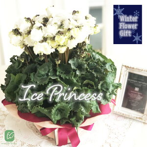 \̔ ɏVN ACXvZX 5  bsOt hԉ Ε ~Mtg  Mtg v[g A  dks 12{ȍ~