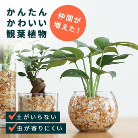 選べる観葉植物 ハイドロカルチャー ゼオライト ガラス容器 土を使わない 水耕栽培 インテリアグリーン おしゃれ