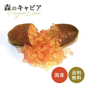 tBK[C WfB[YGo[xAO 5 c ʎc  tBK[CWp flj