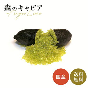 フィンガーライム コレット 5号鉢 苗木 果樹苗 送料無料 フィンガーライムジャパン flj