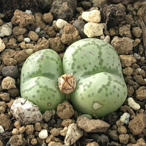 A asRmtBc E A 6cm|bg Z