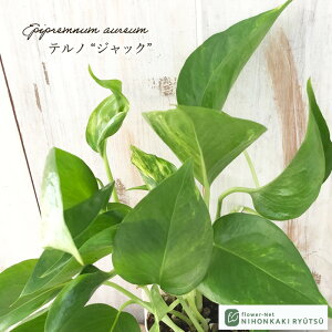 ϗtA |gX em No.022 WbN 8cm|bg ϗtA ^   蕨 v[g CeA  o^i