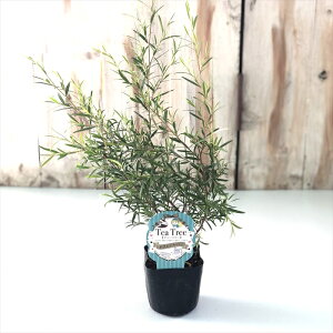 vgXy} hVo[ 9cm|bg eB[c[ n[uc Herb I[W[vc c Ԗ