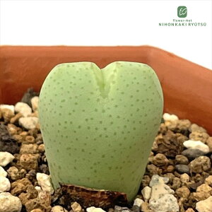 A asRmtBc jT A 6cm|bg Z