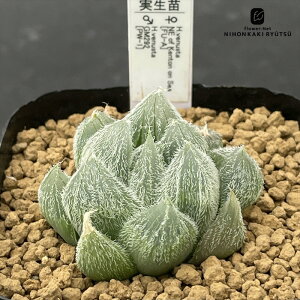 yyVX[p[Z[ P5{z A pnwnI`A xkX^Iz A IWi A Plantfs Work vc[Nc nI`A 7.5cm|bg