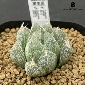 yyVX[p[Z[ P5{z A pnwnI`A xkX^Iz D IWi A Plantfs Work vc[Nc nI`A 7.5cm|bg