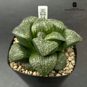 A pnwnI`A n×ʕ 0930-020 IWi A Plantfs Work vc[Nc i̔  nI`A 10.5cm|bg