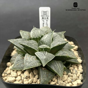 A pnwnI`A AO[EbfB×Weekend 0930-028 IWi A Plantfs Work vc[Nc i̔ EB[NGh nI`A 7.5cm|bg