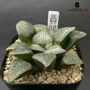 A pnwnI`A i{TK-500×VۗtyCGj×yCGuPW-3v 0930-030 IWi A Plantfs Work vc[Nc i̔  nI`A 10.5cm|bg