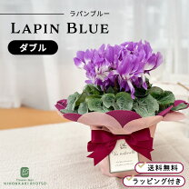 フリル シクラメンの通販