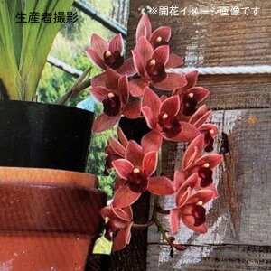 苗 キンリョウヘン 蘭」の人気商品一覧 | 安い商品を通販サイトから 