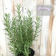 ローズマリー 苗 マリンブルー 10.5cmポット 虫除け 立性 宿根草 苗木 花木 ハーブ苗 Herb