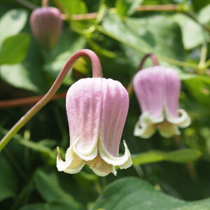 \̔ N}`X c o[VJ[ BIin ̃N}`X 2Nc 10.5cm|bg ochi 3{ȍ~