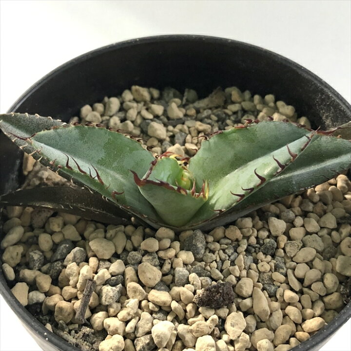 楽天市場】多肉植物 caアガベ チタノタ 藍鯨 多肉植物 アガベ 