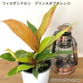 フィロデンドロン プリンスオブオレンジ メリクロン苗 観葉植物 4号鉢 インテリア おしゃれ