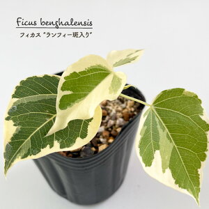 ϗtA tBJX tB[  S̖ 9cm|bg tB[ ϗtA ^   蕨 v[g CeA 