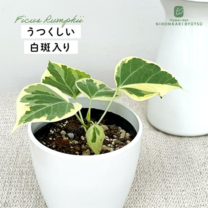 楽天市場】観葉植物 フィカス ランフィー 斑入り 9cmポット ルンフィー  