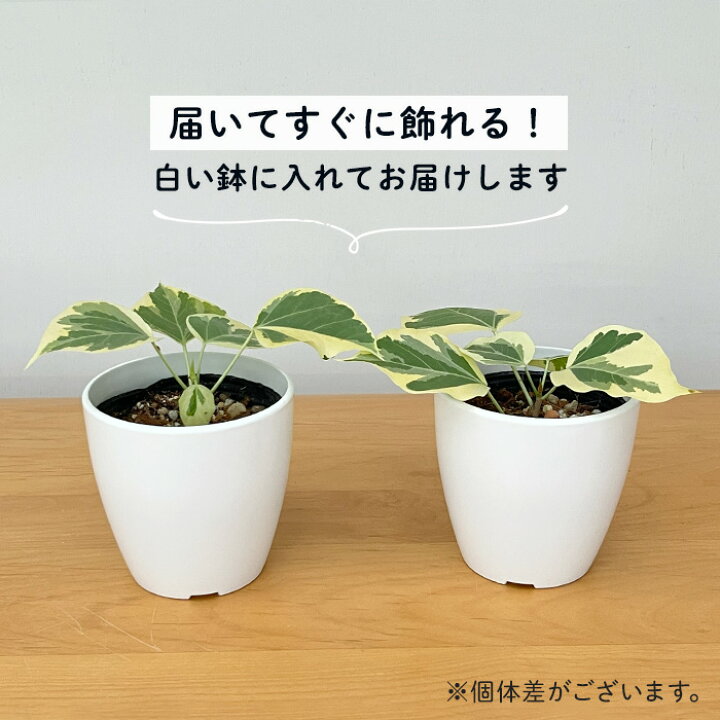 楽天市場】観葉植物 フィカス ランフィー 斑入り 9cmポット ルンフィー  