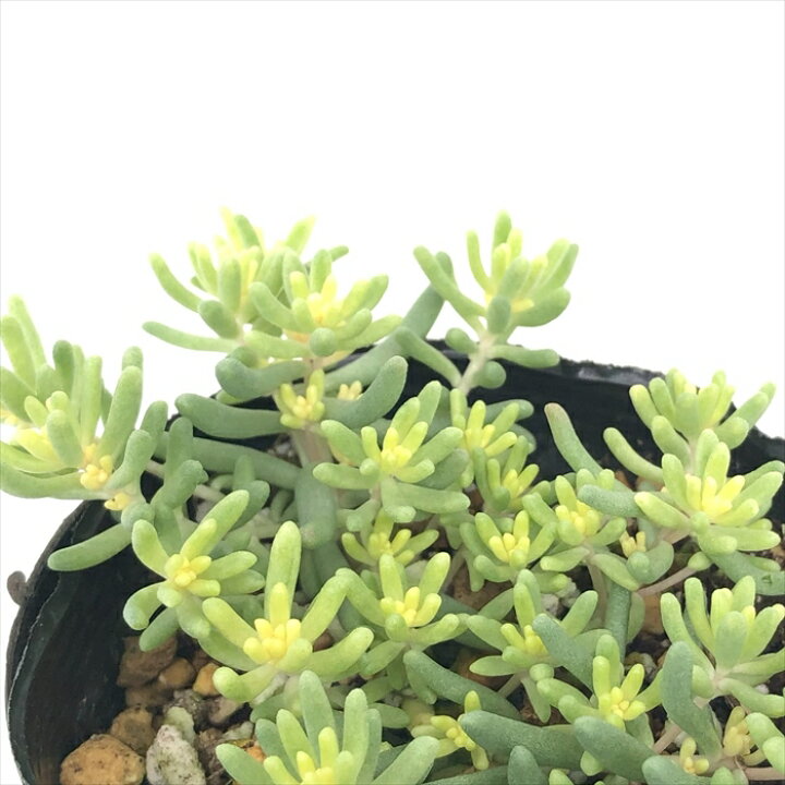 楽天市場】多肉植物 seセダム アルブムスプレンドレ 多肉植物 セダム