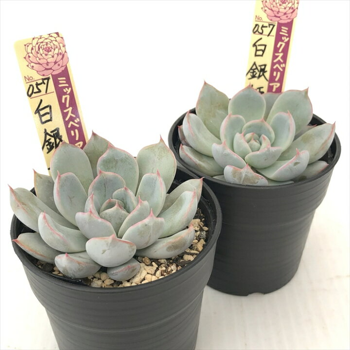 楽天市場】多肉植物 oriミックスベリア No.057 白銀姫 多肉植物 お  