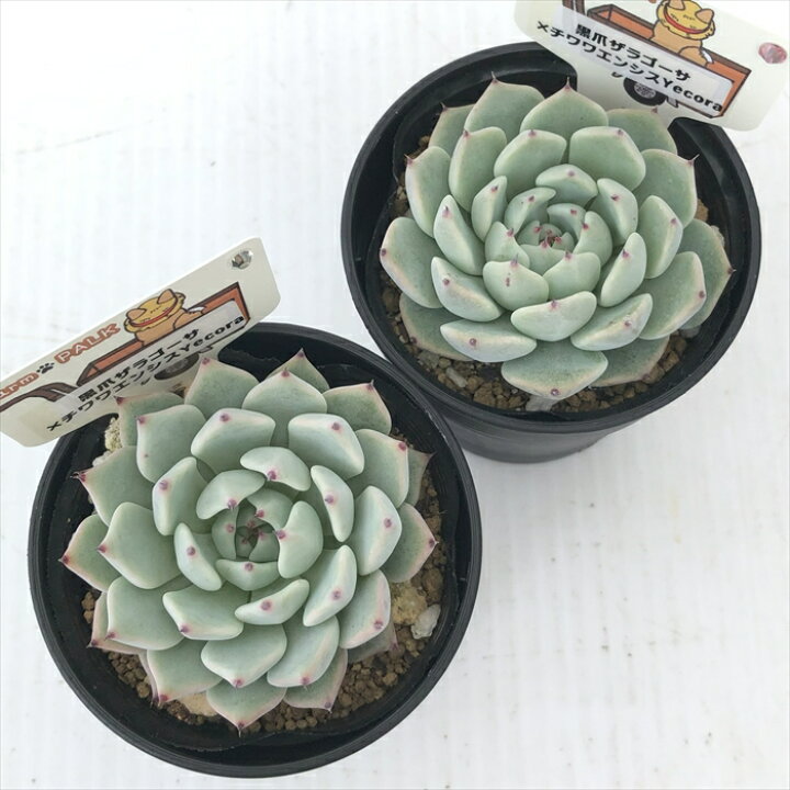 楽天市場】多肉植物 plkエケベリア 黒爪ザラゴーサ×チワワエンシス 