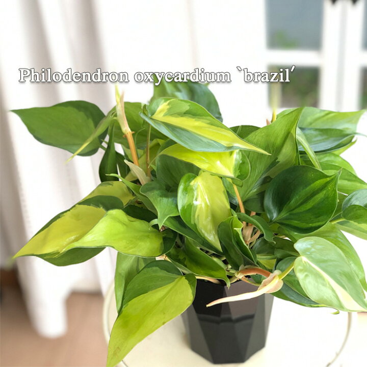 楽天市場】観葉植物 フィロデンドロン オキシカルジューム ブラジル 4 