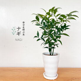 梛 ナギ 4号鉢 なぎ まもりの樹 開運 送料無料 観葉植物 インテリア おしゃれ