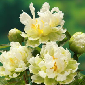 \̔ 䉖 AJVNN O[n[ 12cm|bg  VNN Ⴍ₭ ԕc pwg 11{ȍ~