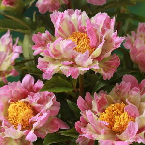 \̔ 䉖 sNXvCU[ 12cm|bg VNN Ⴍ₭ ԕc pwg 11{ȍ~