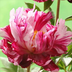 \̔ 䉖 AJVNN T[JXT[JX 12cm|bg VNN Ⴍ₭ ԕc pwg 11{ȍ~