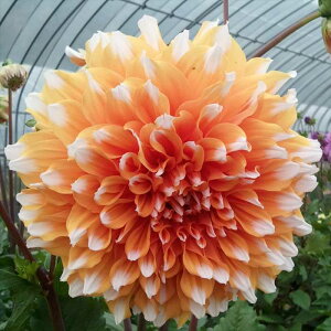 �\��̔� �_���A �c ���h 10.5cm�|�b�g ��֎� �ԕc �K�[�f�j���O �c tnd 5�����{�ȍ~����