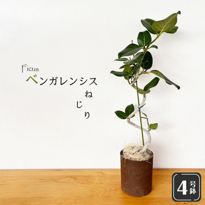楽天市場】観葉植物 フィカス ベンガレンシス ねじり 4号鉢 送料無料 
