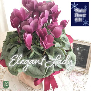 \̔ ɏVN GKgfB 5  bsOt hԉ Ε ~Mtg  Mtg v[g A  dks 12{ȍ~