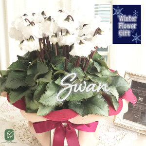 \̔ ɏVN XzCg 5  bsOt hԉ Ε ~Mtg  Mtg v[g A  dks 12{ȍ~