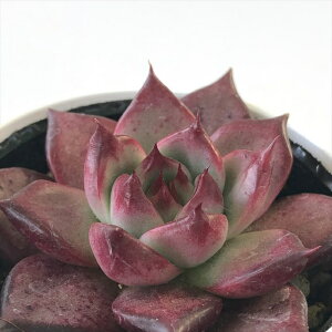 A hmGPxA ye A GPxA 6cm|bg