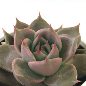 A hmGPxA Vi A GPxA 6cm|bg