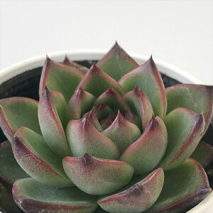 A hmGPxA [Xg[ A GPxA 6cm|bg