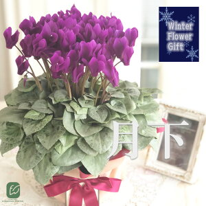 \̔ ɏVN  5  bsOt hԉ Ε ~Mtg  Mtg v[g A  dks 12{ȍ~