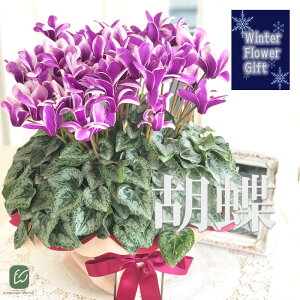 \̔ ɏVN Ӓ 5  bsOt hԉ Ε ~Mtg  Mtg v[g A  dks 12{ȍ~