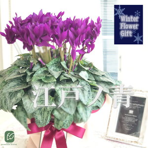 \̔ ɏVN ]˃m 5  bsOt hԉ Ε ~Mtg  Mtg v[g A  dks 12{ȍ~